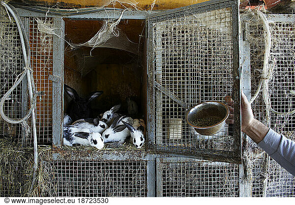 A litter of bunnies at a family's tourist farm  where rabbit is occasionally served.