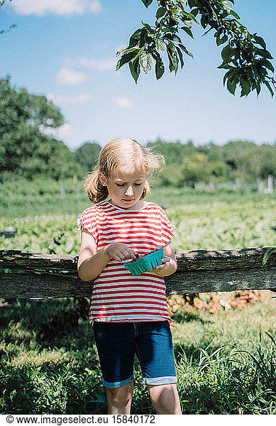 A little girl eats freshly picked raspberries.
