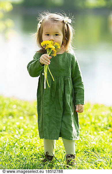 A little girl with a bouquet of dandelions