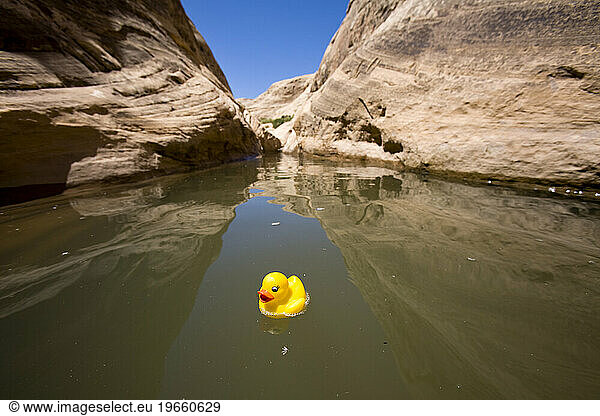 A little rubber ducky floating in a pool in a desert canyon in the San Rafael Swell  Utah.