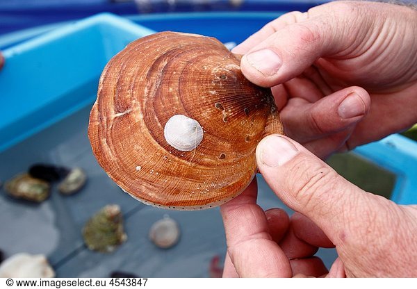 A live sea scallop held in a hand