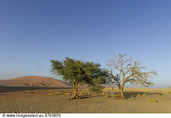 A living tree and a dead tree in the Tsauchab Valley  Sesriem  Hardap Region  Namibia