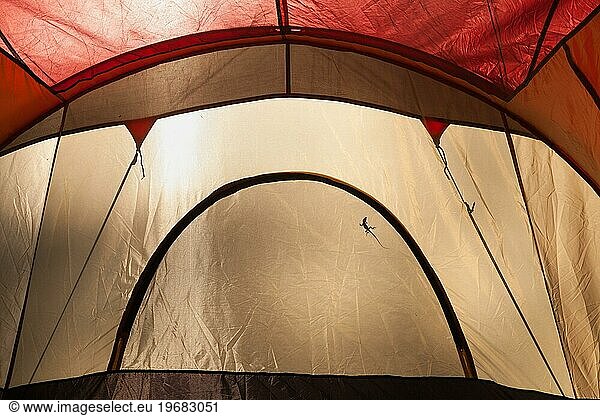 A lizard silhouette cast on the inside of A daylight lit camping tent