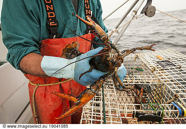 A lobster assumes a defensive posture as a lobsterman pulls it from a trap.