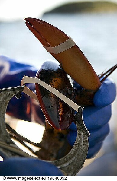 A Lobsterman slips a rubber band around the claw of a lobster  Casco Bay  Maine.