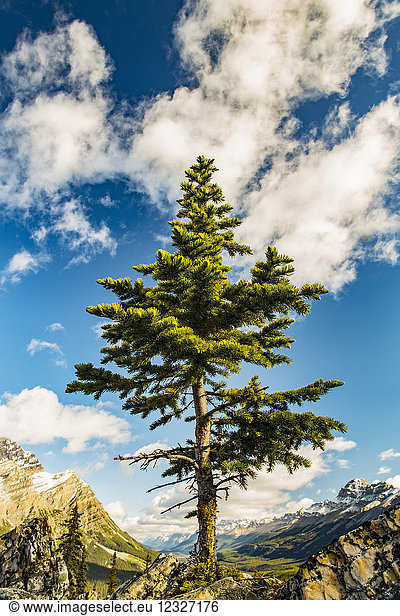 A lone coniferous tree grows along a rocky ridge in the Rocky Mountains  Banff National Park; Alberta  Canada