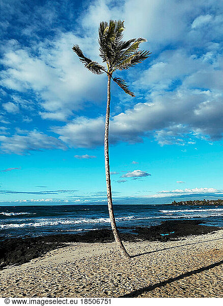 A lone palm tree on a beach in Hawaii
