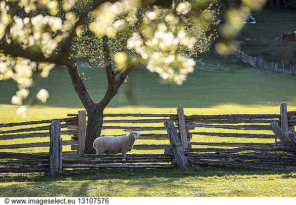 A lone sheep heads for pasture under apple blossums on the farm of Ruckle Provincial Park; Salt Spring Island  British Columbia  Canada