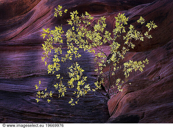 A lone tree clings to life inside a colorful slot canyon in Utah.