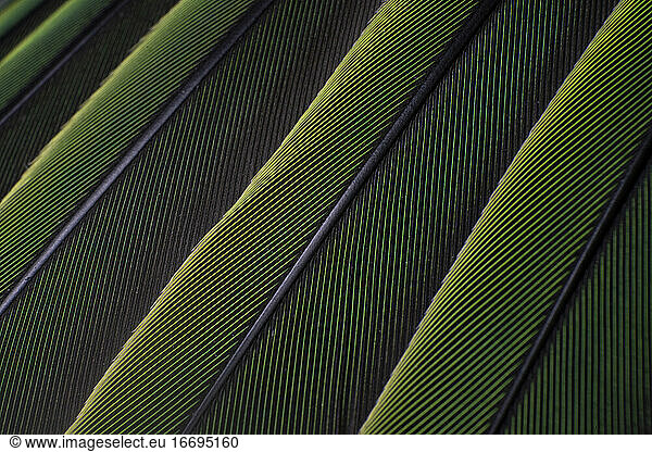 A macro shot of green colorful parakeet feathers  bird anatomy