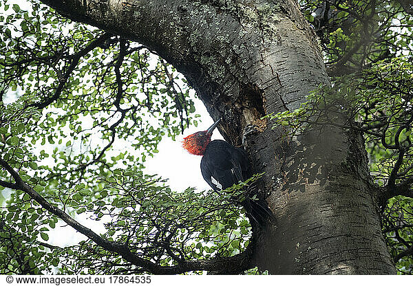A Magellanic Woodpecker  with its brilliant red head  searches f