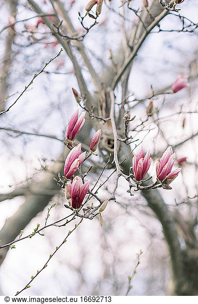 A magnolia tree up close in spring.