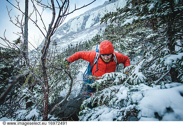 A male alpine climber fights through thick trees and bushes in snow