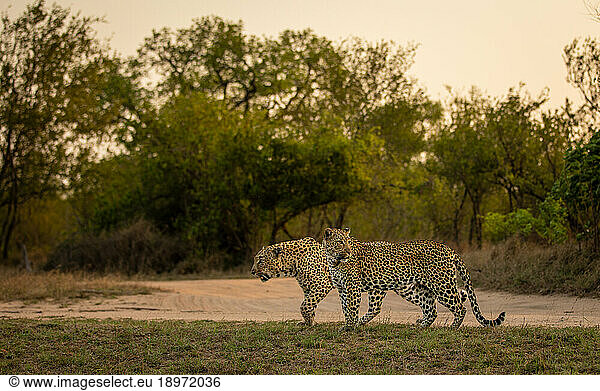 A male and female leopard  Panthera pardus  walk together.