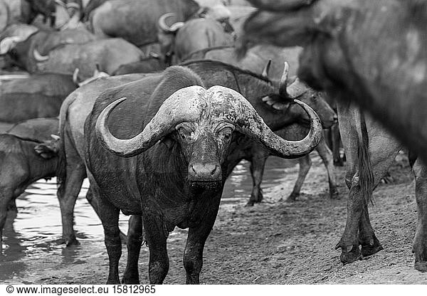 A male buffalo  Syncerus caffer  stands beside a waterhole  in black and white  direct gaze