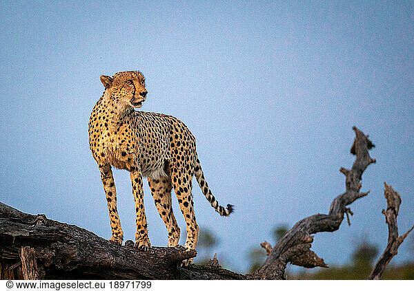 A male cheetah  Acinonyx jubatus  standing on a fallen over tree.