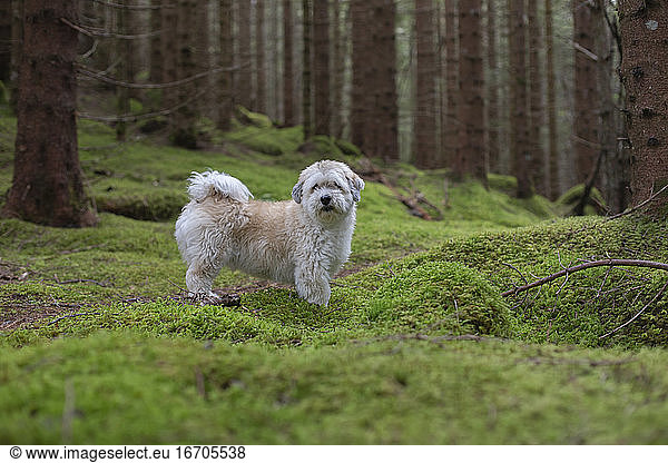 A male Havanese looking off camera on a mossy trail in the woods