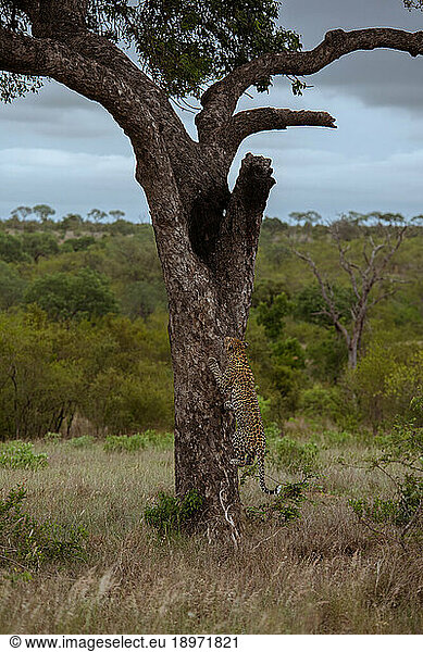 A male leopard  Panthera pardus  ascending into a tree.