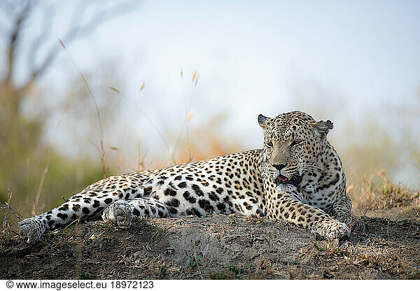 A male leopard  Panthera pardus  lying down on a mound.