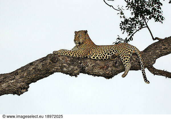 A male leopard  Panthera pardus  lying in a Marula tree  Sclerocarya birrea.