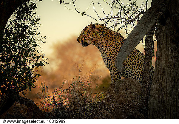 A male leopard  Panthera pardus  sits down  side profile against orange backdrop.