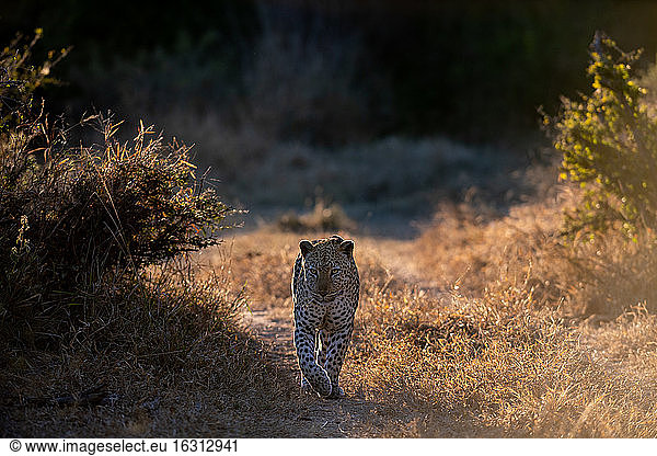 A male leopard  Panthera pardus  walks towards the camera  backlit  paw raised