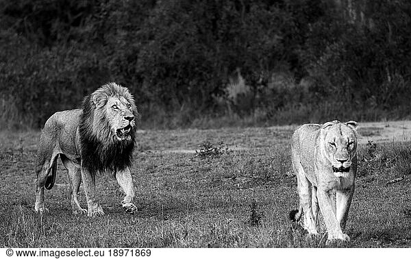 A male lion and lioness  Panthera leo  walking together  in black and white.