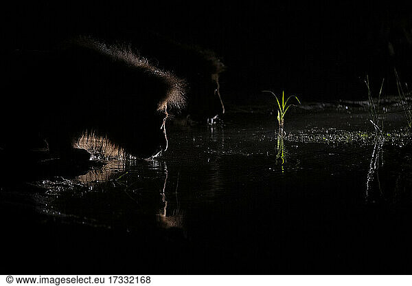 A male lion  Panthera leo  crouches down to drink water  at night  backlit by spotlight