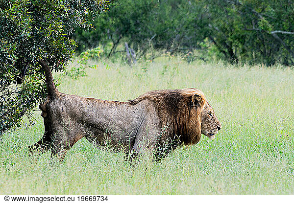 A male lion  Panthera leo  scent marks a shrub