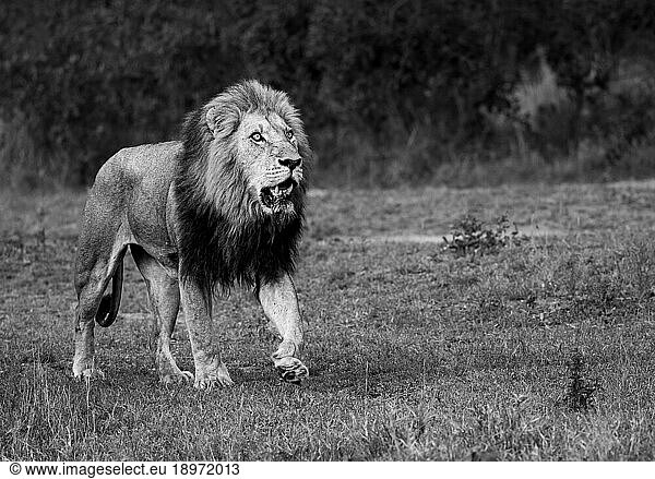 A male Lion  Panthera leo  walking  in black and white.