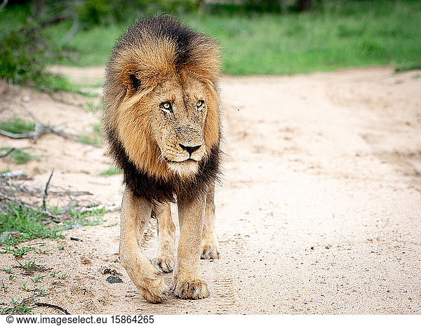 A male lion  Panthera leo  walks towards camera  looking out of frame  big mane