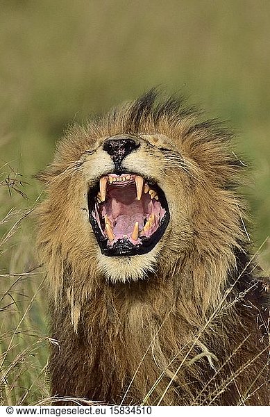 A male lion roars  showing his large teeth
