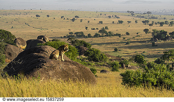 a male lion sits on a rock and enjoys the sun in the early morning