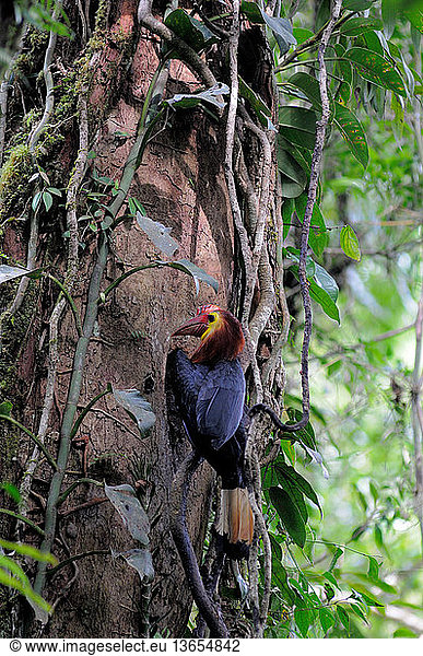 A male Visayan Writhed-billed Hornbill/Visayan Wrinkled Hornbill ...