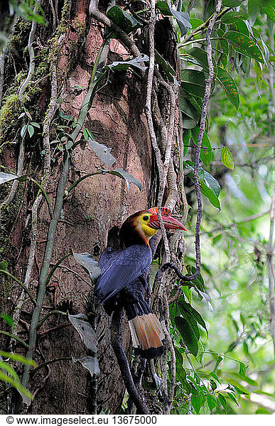 A male Visayan Writhed-billed Hornbill/Visayan Wrinkled Hornbill ...