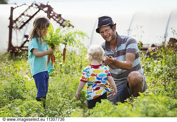 A man  a toddler  and a girl harvesting carrots in a vegetable patch.