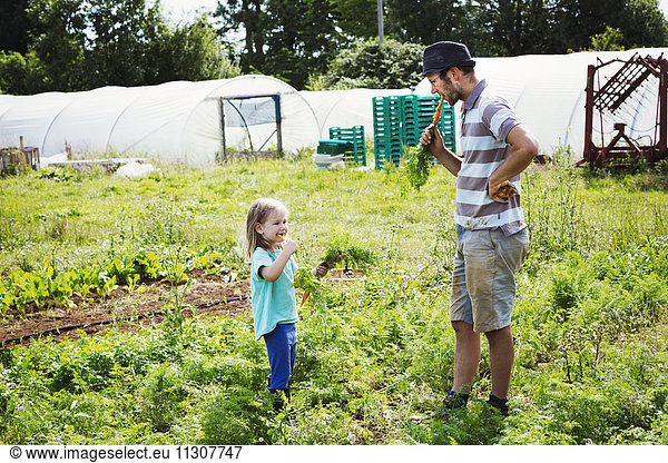 A man and a girl eating freshly harvested carrots in a vegetable patch.