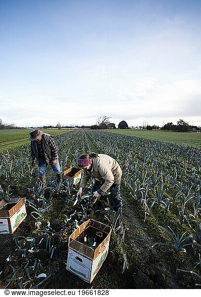 A man and a woman harvest leaks at an organic farm on a sunny day.