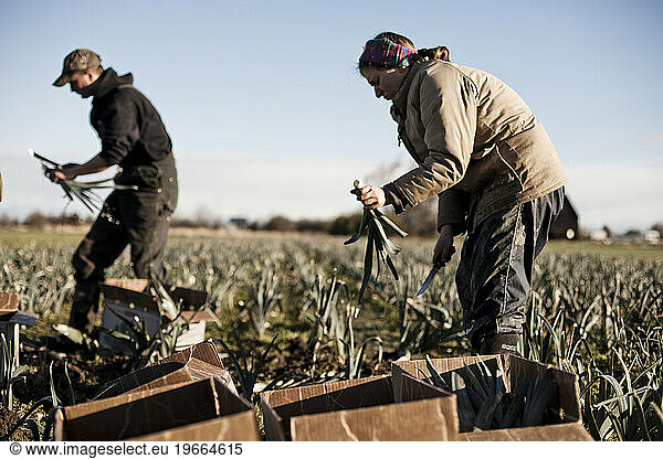 A man and a woman harvest leaks at an organic farm on a sunny day.