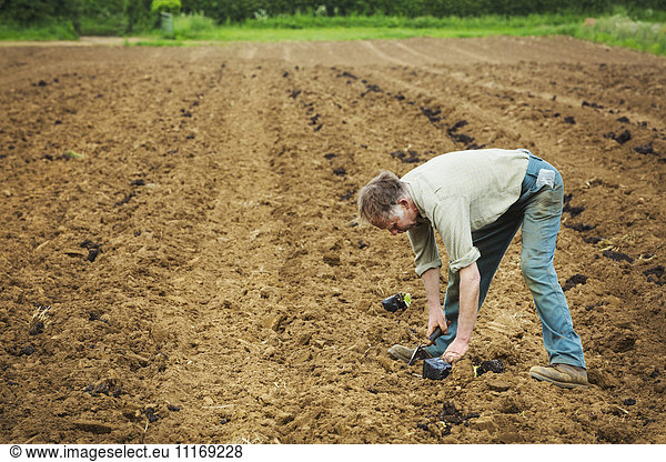 A man bending over planting a seedling in a field.