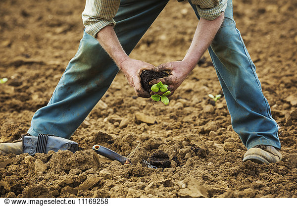 A man bending over  planting a small plant in the soil.