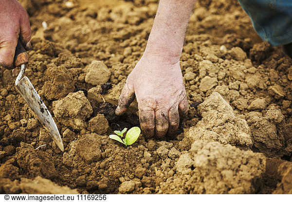A man bending  using a trowel  planting a small seedling in the soil.