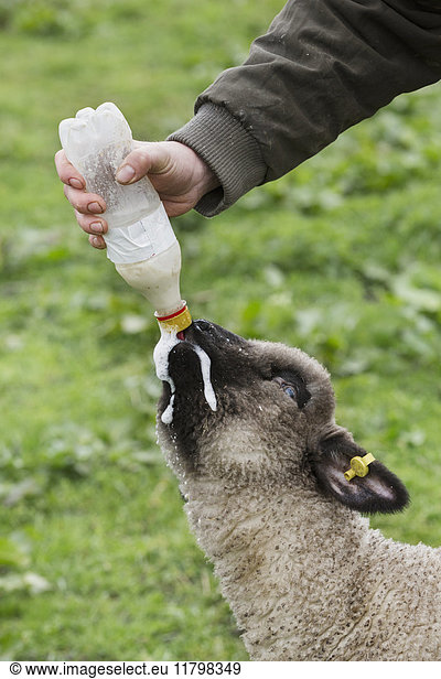 A man bottle feeding a young lamb in a field.