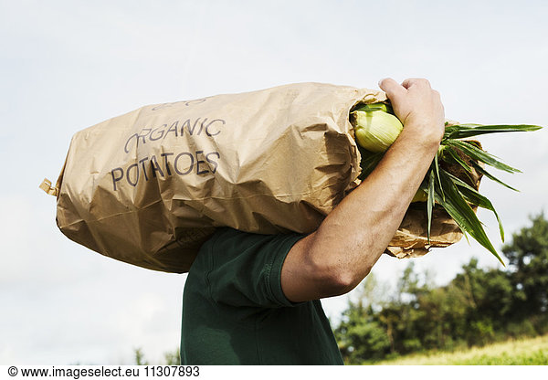 A man carrying a paper sack of harvested sweetcorn cobs