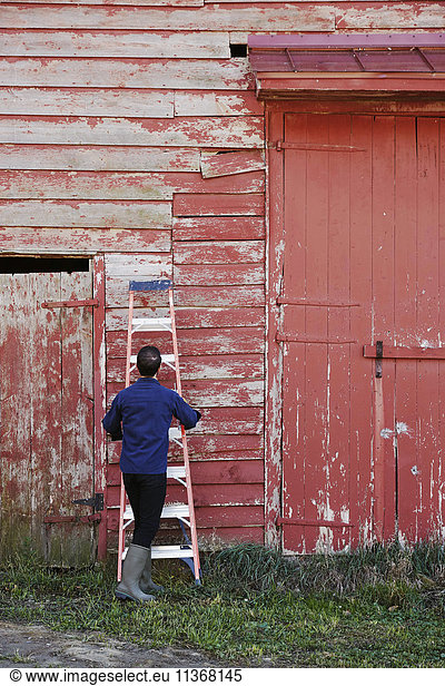 A man climbing a short ladder leaning against a barn building.