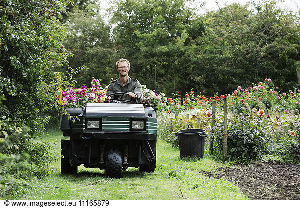 A man driving a small garden vehicle along the path between flowerbeds  loaded with cut flowers for commercial orders and flower arrangements.