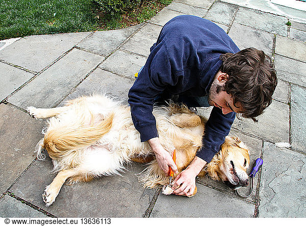A man grooms his dog on the patio. Grooming activities include brushing  combing  clipping nails and cleaning the dog's ears.