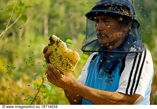 A man harvests honey on his organic bee farm.