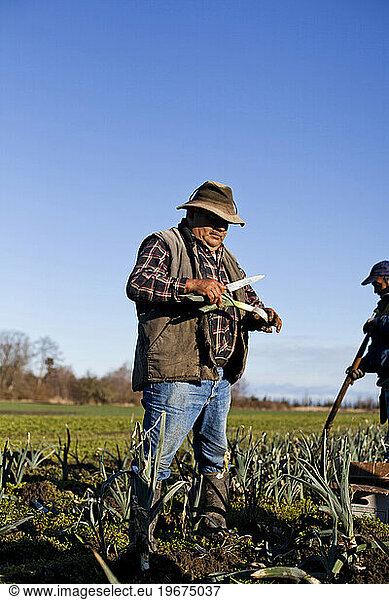 A man harvests leaks in a field at a organic produce farm on a sunny day.