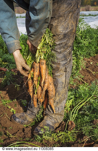 A man holding a bunch of freshly pulled up carrots.